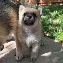 Boy 1 - Cream male Companion Cross puppy in Indian Springs, Nevada from Spinner puppies