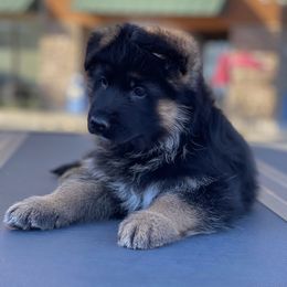 German Shepherd Puppies from Von Legends Burg