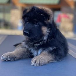 German Shepherd Puppies from Von Legends Burg