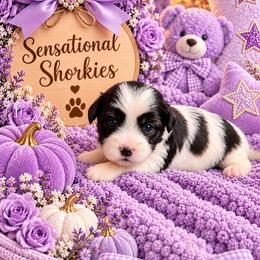Purple Collar - Black and white female Shorkie puppy in Staten Island, New York from Sensational Shorkies
