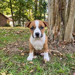 Rachel - Red female American Staffordshire Terrier puppy in Marietta, Georgia from Ambition Amstaffs