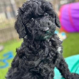 Velvet - Black female Australian Labradoodle puppy in Richmond, Kentucky from Happy Time Doodles