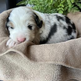 Melany - Blue merle female Miniature American Shepherd puppy in Troy, Ohio from Wiggle Wags Miniature American Shepherds
