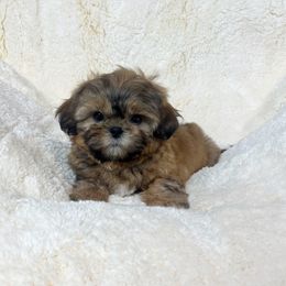 AKC Snickers - Brindle male Shih Tzu puppy in Greenville, South Carolina from Babyface Shih Tzu