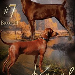 Redbone Coonhound Puppies from Dark Trail Redbones