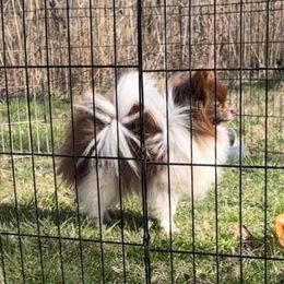Buttercup - Pomeranian