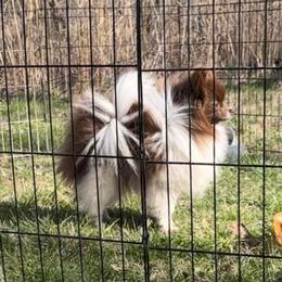Buttercup - Pomeranian
