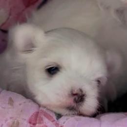 Baby boy - White male Maltese puppy in Kerhonkson, New York from Arc-en-Ciel Biewers & Maltese