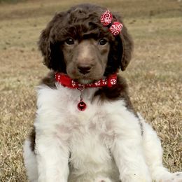 Miss Red Collar - Parti female Poodle puppy in Screven, Georgia from Dreamland Standard Poodles