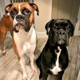 Boxers from K.O. Boxers of FLko