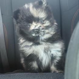 Boy 2 - Blue merle male Pomeranian puppy in Las Vegas, Nevada from Ice City Pomeranians