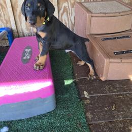 Lime collar - Black and rust male Doberman Pinscher puppy in Santa Clarita, California from Riviera Dobermans