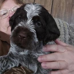 Wirehaired Pointing Griffon Puppies from Eyrie Kennels
