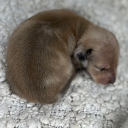 Dior - Dapple male Dachshund puppy in Tulare, California from Dreamy Creamies