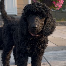1 Male or 1 Female are available in this litter - Cream Poodle puppy in Harris, Minnesota from Poodle Sense