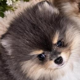 Blu tri boy - Blue and tan male Pomeranian puppy in Fayetteville, North Carolina from Tar-heel Poms