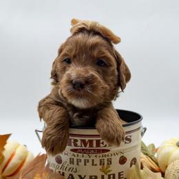 Girl 2 - Red  female Goldendoodle puppy in Newcastle, Oklahoma from Ritzy Creek Doodles