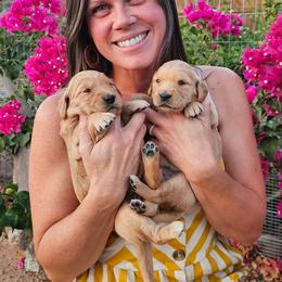 Golden Retriever Puppies from Daffodil Valley Goldens