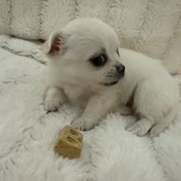 Chihuahua Puppies from Dreamy Divine Chihuahuas