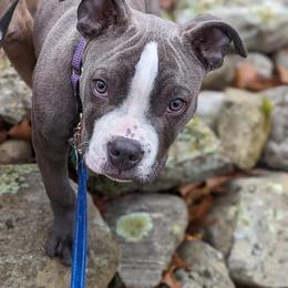 American Bully Puppies from Night Court Bullies