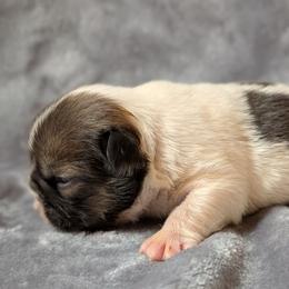 Primo - Black and white male French Bulldog puppy in Battle Ground, Washington from Ferguson's Bulldogs