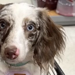 Dachshunds from Amore Mini Dachshund Breeders & More