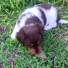 Dachshund Puppies from Lauren's Dachshunds