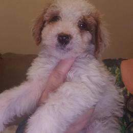 Boy 7 - Poodle puppy from Stutman Hollow Poodles