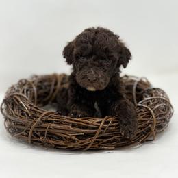 Sunshine - Chocolate female Labradoodle puppy in Davison, Michigan from Dreaming Doodles