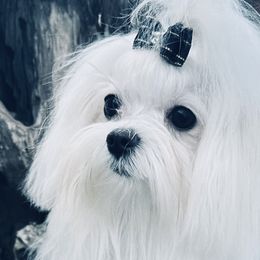 Maltese from Wonderland Maltese
