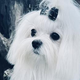 Maltese from Wonderland Maltese