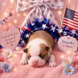 Black mask fawn girl - Red female Boston Terrier puppy in San Antonio, Texas from JT Bostons