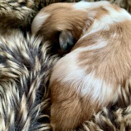 Coton de Tulear Puppies from Catawba Cotons