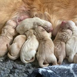 Female 5 - Light golden female Golden Retriever puppy in Menifee, California from Dioscuri Kennel