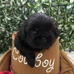 Maverick - Black male Shih Tzu puppy in Claremont, California from Lovable Shih Tzus