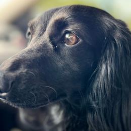 Jax - Dachshund