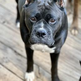 Tippi - Boxer