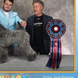 Kerry Blue Terriers and Poodles from Nipigon Miniature Poodles
