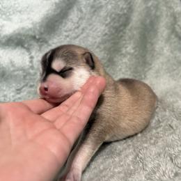 (Astro)naut - Tri-color male Pomsky puppy in Valparaiso, Indiana from Valparaiso Pomskys