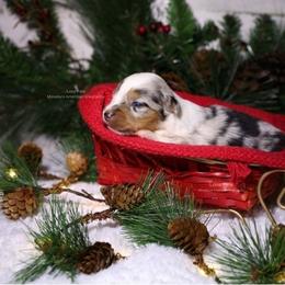 Lyra - Blue merle female Miniature American Shepherd puppy in Kalama, Washington from Lone Pine Miniature American Shepherds