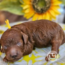 Cosmopolitan - Red  female Poodle puppy in Salem, Missouri from Meadowbrook Poodles