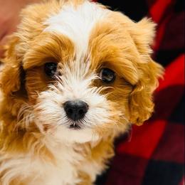 Bernedoodle and Cavapoo All Grown Up from FIRMAN & INA TROYER