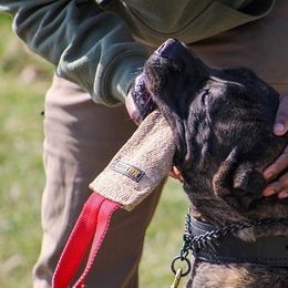 Cane Corso from Off The Chain