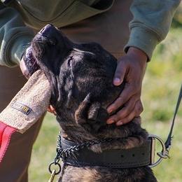 Cane Corso from Off The Chain
