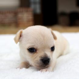 Plum - Cream female Chihuahua puppy in Forsyth, Georgia from Brooks Grove Canines LLC