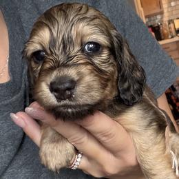 Pink - Cream female Dachshund puppy in Paradise, California from Lexi Barnes