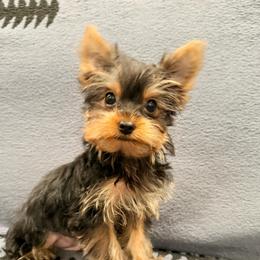Rex - Black and tan male Yorkshire Terrier puppy in Hot Springs, Arkansas from Blissful_Yorkies