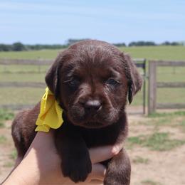 Yellow collar - Chocolate female Labrador Retriever puppy in Dunnellon, Florida from Quail Meadow Labradors