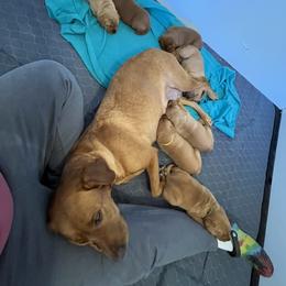 Labrador Retriever Puppies from Fia Red Retrievers