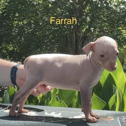 Farrah - Chocolate American Hairless Terrier puppy in Cleveland, Texas from Poise Aussies & American Hairless Terriers